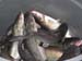 Catfish